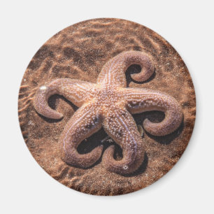Starfish con imán de piernas rizadas