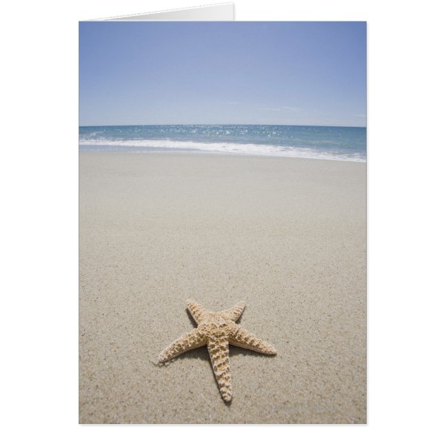 Starfish en la playa a orillas del Océano Atlántic (Frente)