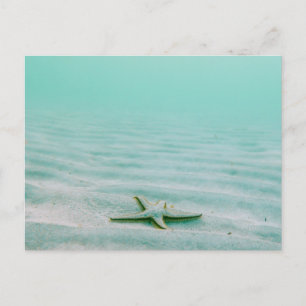 STARFISH EN LA TARJETA POSTAL DE LA MARCA