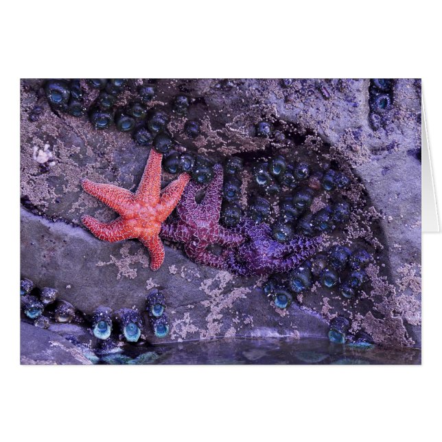 Starfish en múltiples colores en la playa Ruby, WA (Anverso (Horizontal))