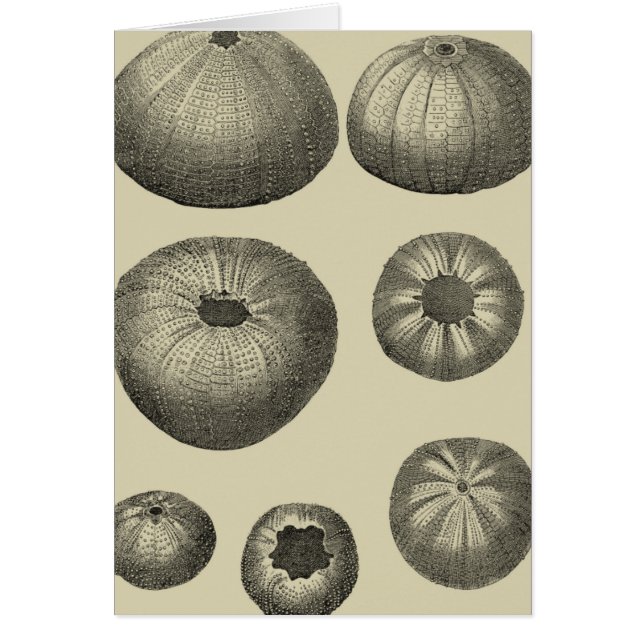 Starfish negro y blanco (Frente)