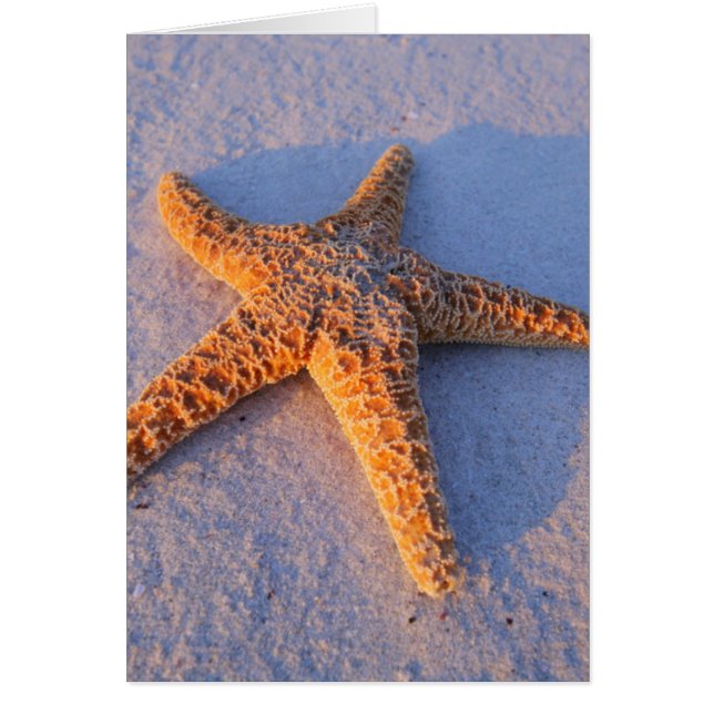 Starfish On White Sand (Frente)