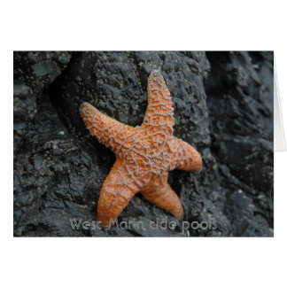 Starfish, piscinas de marín occidental