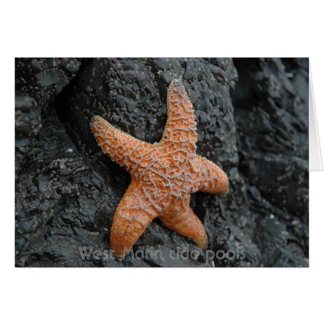 Starfish, piscinas de marín occidental (Anverso (Horizontal))