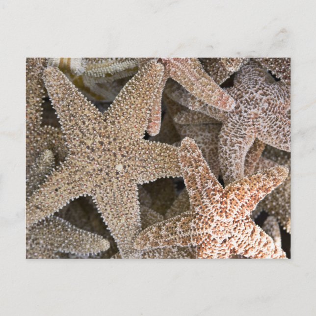 Starfish por toda la postal (Anverso)
