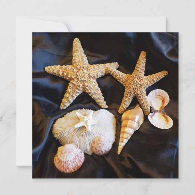 starfish seashelhelhells sealife beach still life  (Anverso)