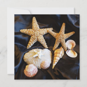 starfish seashelhelhells sealife beach still life