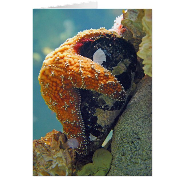 Starfish - Tarjeta (Frente)