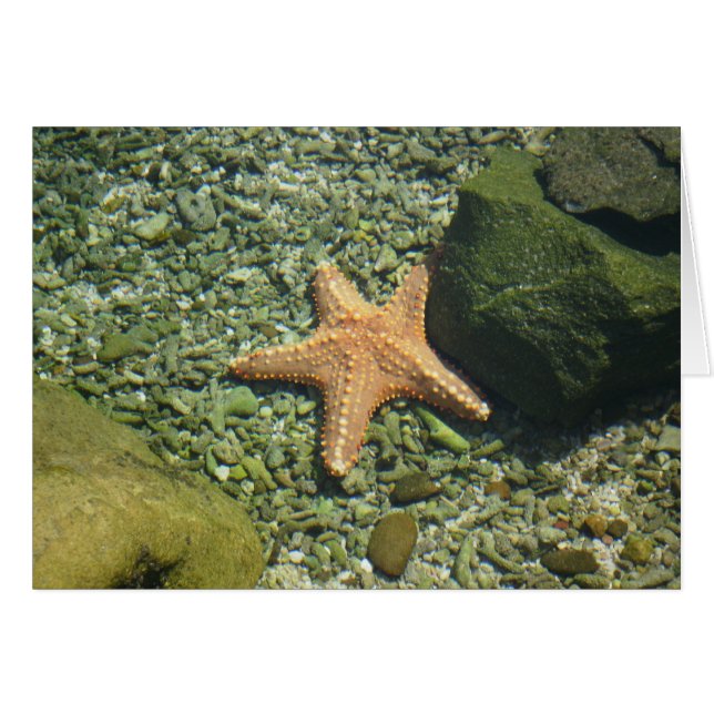 Starfish único (Anverso (Horizontal))