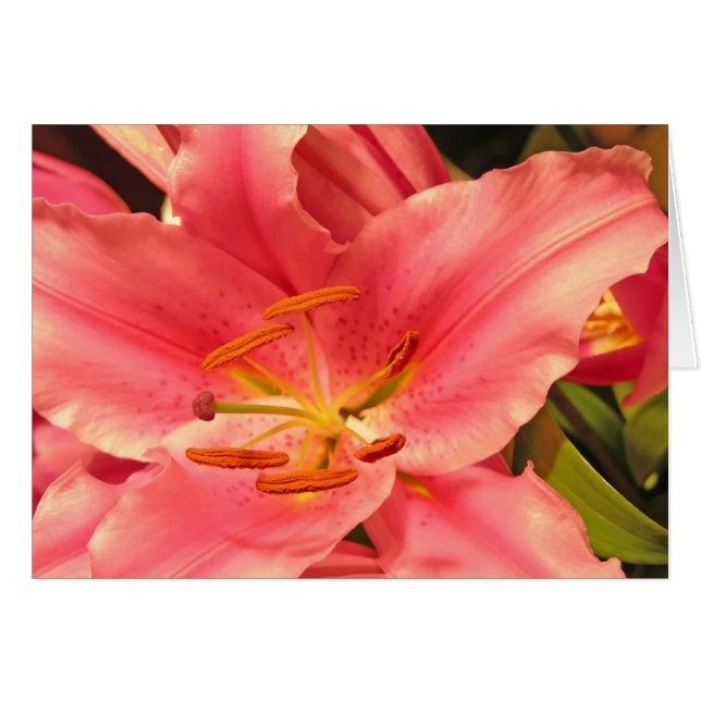 Stargazer (Anverso (Horizontal))