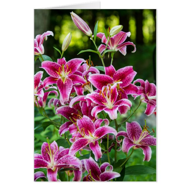 Stargazer Lilies (Frente)