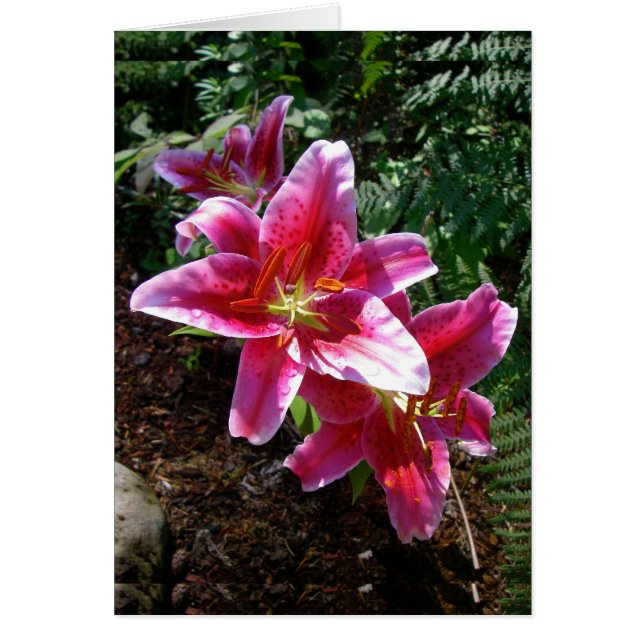Stargazer Lilies (Frente)