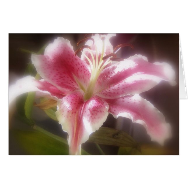Stargazer Lilies #14 (Anverso (Horizontal))