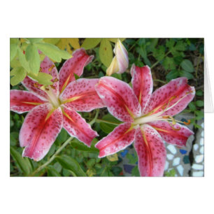 Stargazer Lilies Garden Floral
