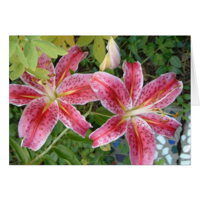 Stargazer Lilies Garden Floral (Anverso (Horizontal))