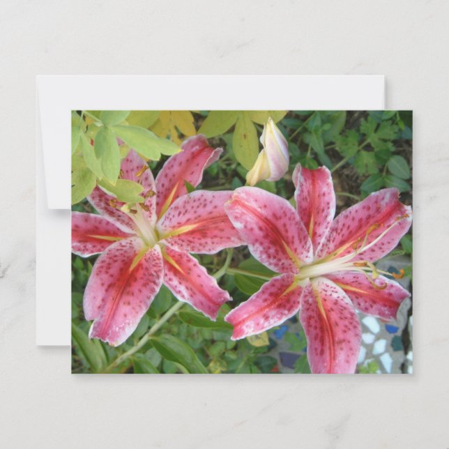 Stargazer Lilies Garden Floral (Anverso)