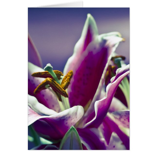 Stargazer Lily (Frente)