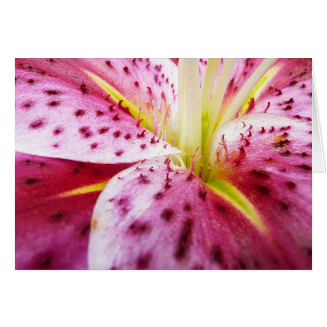 Stargazer Lily Bright Magenta Floral (Anverso (Horizontal))