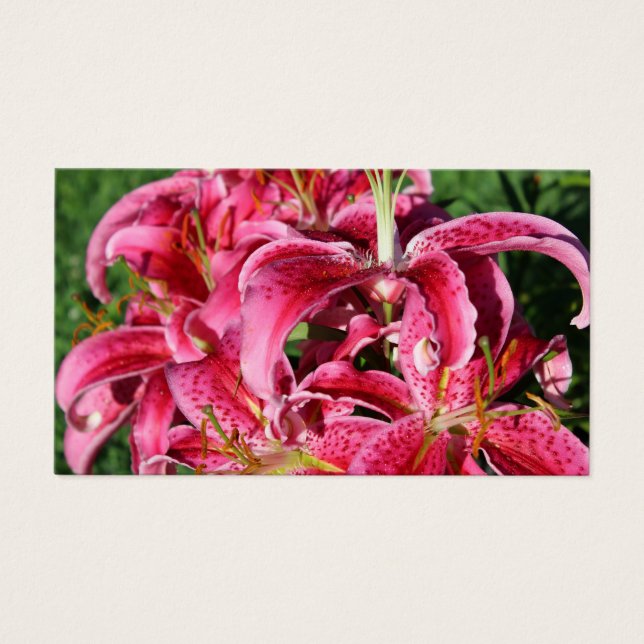 Stargazer Pink Oriental Lilies (Frente)