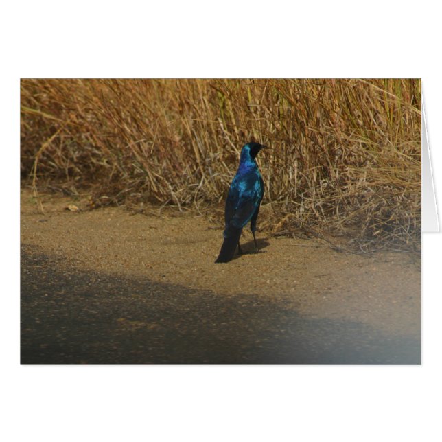 Starling Azul-espigado (Anverso (Horizontal))
