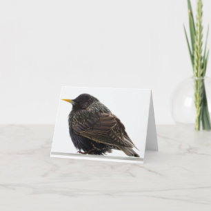 Starling Europeo - Tarjeta de saludo en blanco