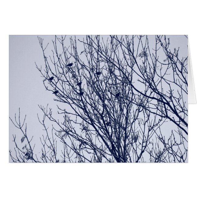 Starlings in a Tree (Anverso (Horizontal))
