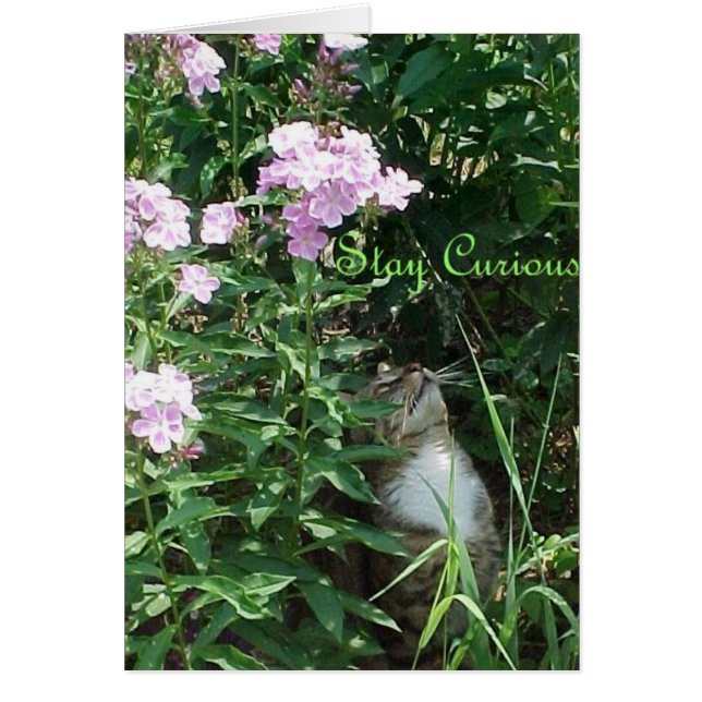 Stay Curious (Frente)