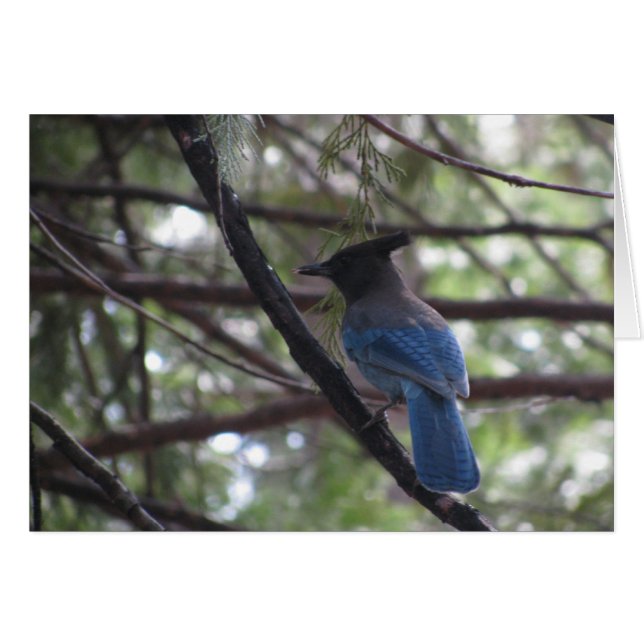 Stellar Jay-Yosemite (Anverso (Horizontal))