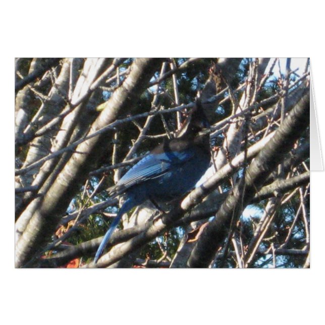 Stellars Jay (Anverso (Horizontal))