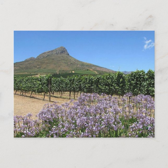 Stellenbosch, postal de Sudáfrica (Anverso)