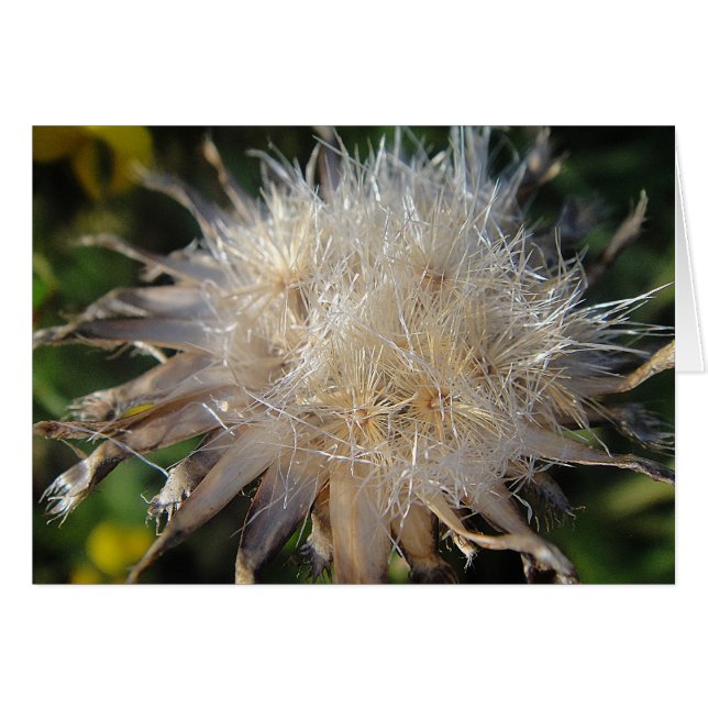 Sternförmige Strohblüte, Grusskarte, blanko (Anverso (Horizontal))