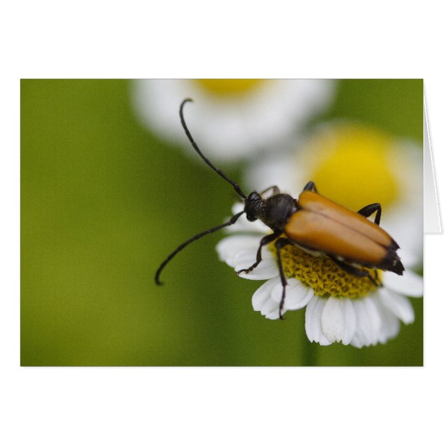 Stictoleptura rubra (Anverso (Horizontal))