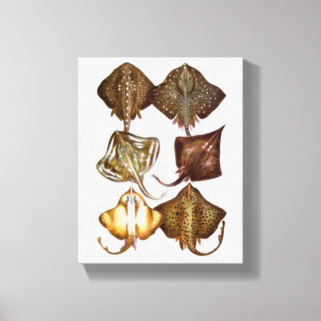 Stingray #3 Arte de tela envuelto (Anverso)