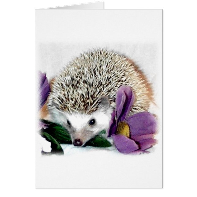 Stormy the Hedgehog (Frente)