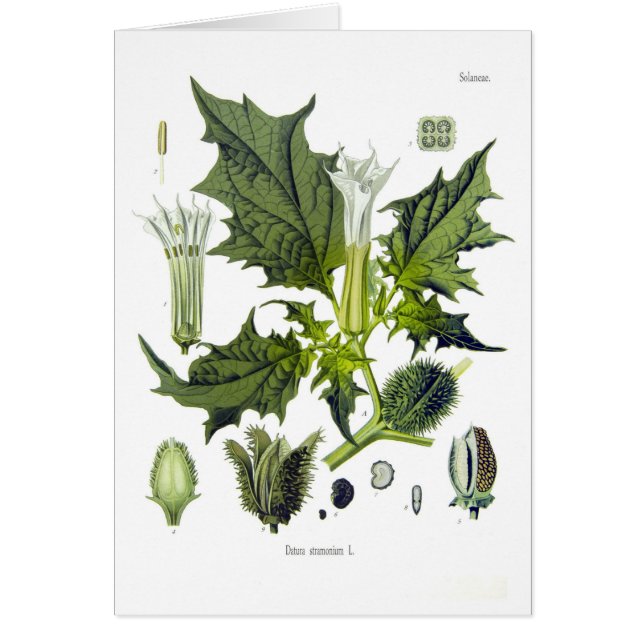 Stramonium de la datura (Frente)