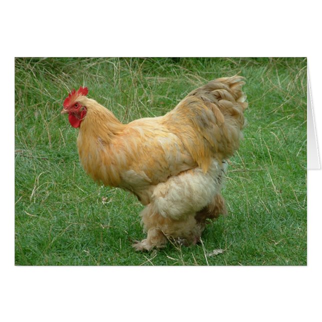 Strut my Stuff (Anverso (Horizontal))