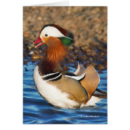 Stunning Mandarin Duck at the Pond Greeting