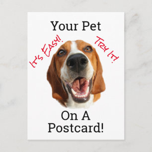 Su Mascota En Una Postal