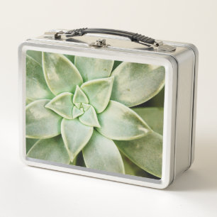 Succulent de la primavera