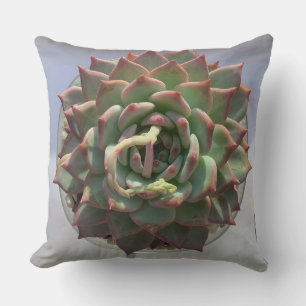 Suculenta almohada