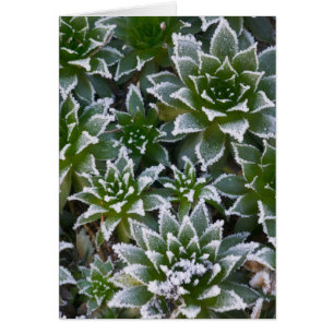 suculenta Hen & Chicks con escarcha temprano