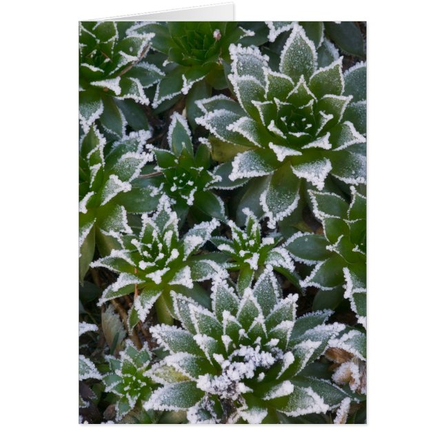 suculenta Hen & Chicks con escarcha temprano (Frente)