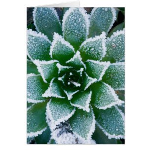 suculenta Hen & Chicks con escarcha temprano
