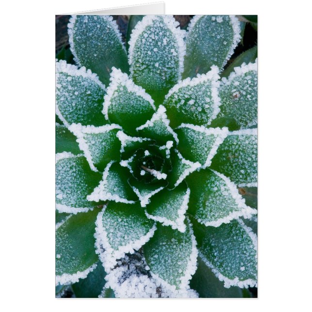 suculenta Hen & Chicks con escarcha temprano (Frente)