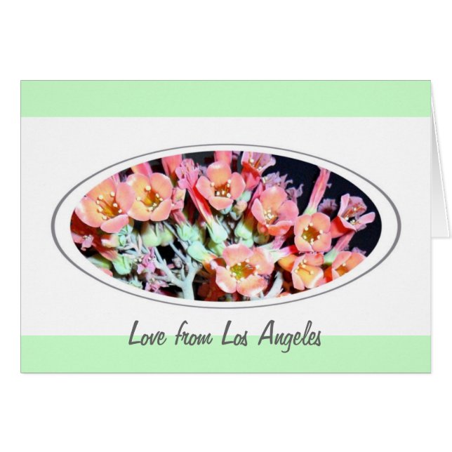 Suculenta "maleza" (Anverso (Horizontal))