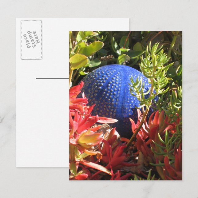 Suculenta postal en blanco del jardín de la planta (Anverso / Reverso)