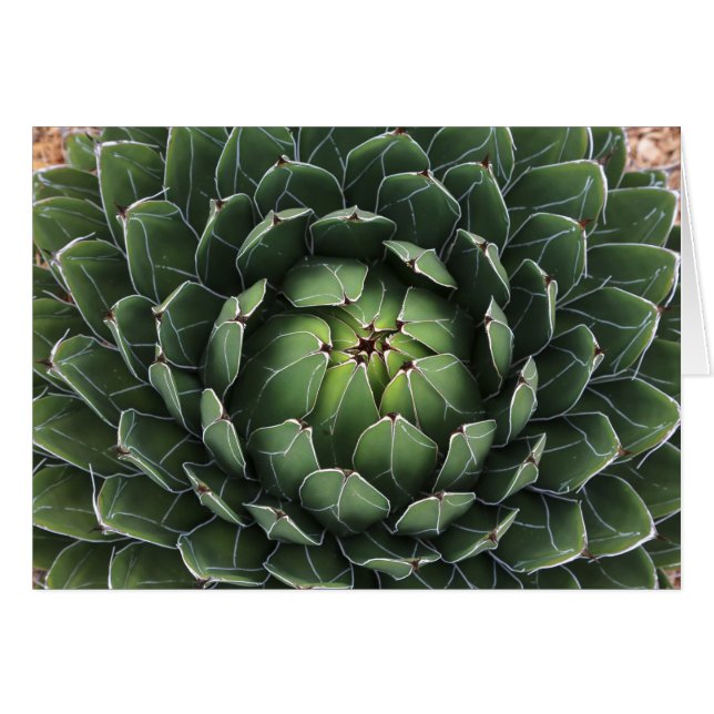 Suculenta tarjeta de felicitación de agave (Anverso (Horizontal))