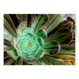 Suculenta tarjeta de saludo de aeonio