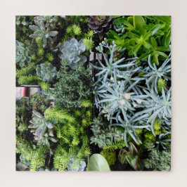 Suculentas plantas de cactus de rompecabezas difíc