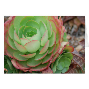 Suculento jardín (en blanco)
